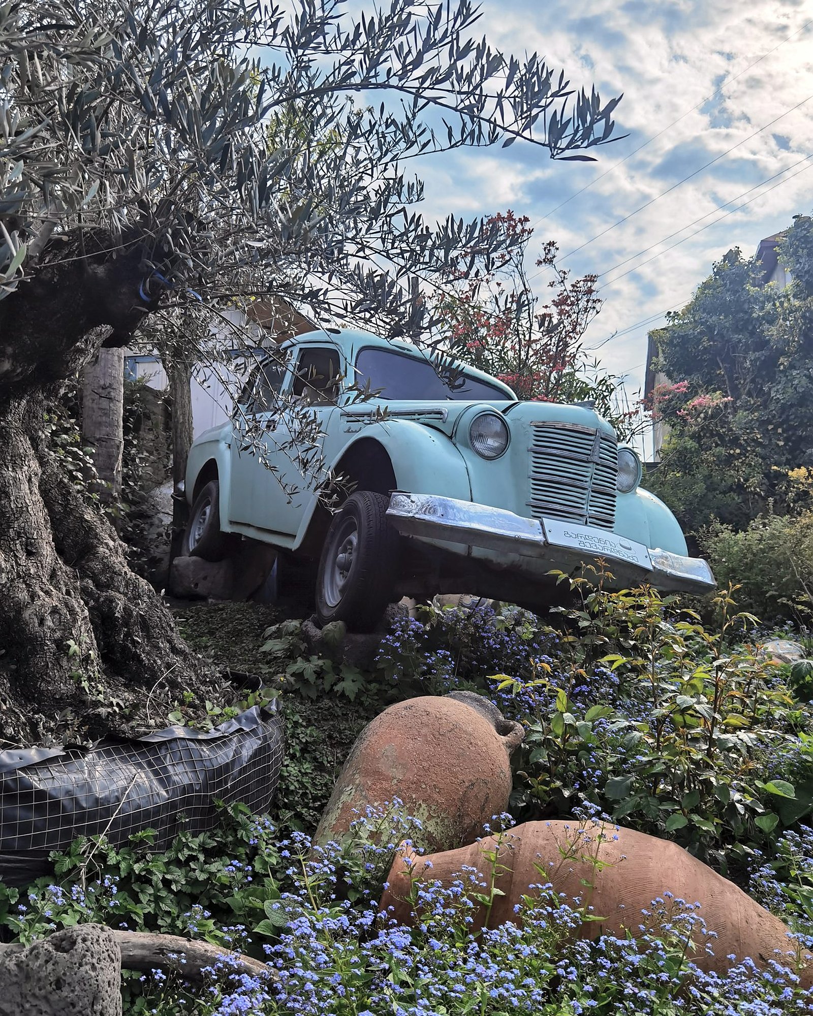 Türkiser Oldtimer zwischen Olivenbaum und Blumen in Tiflis