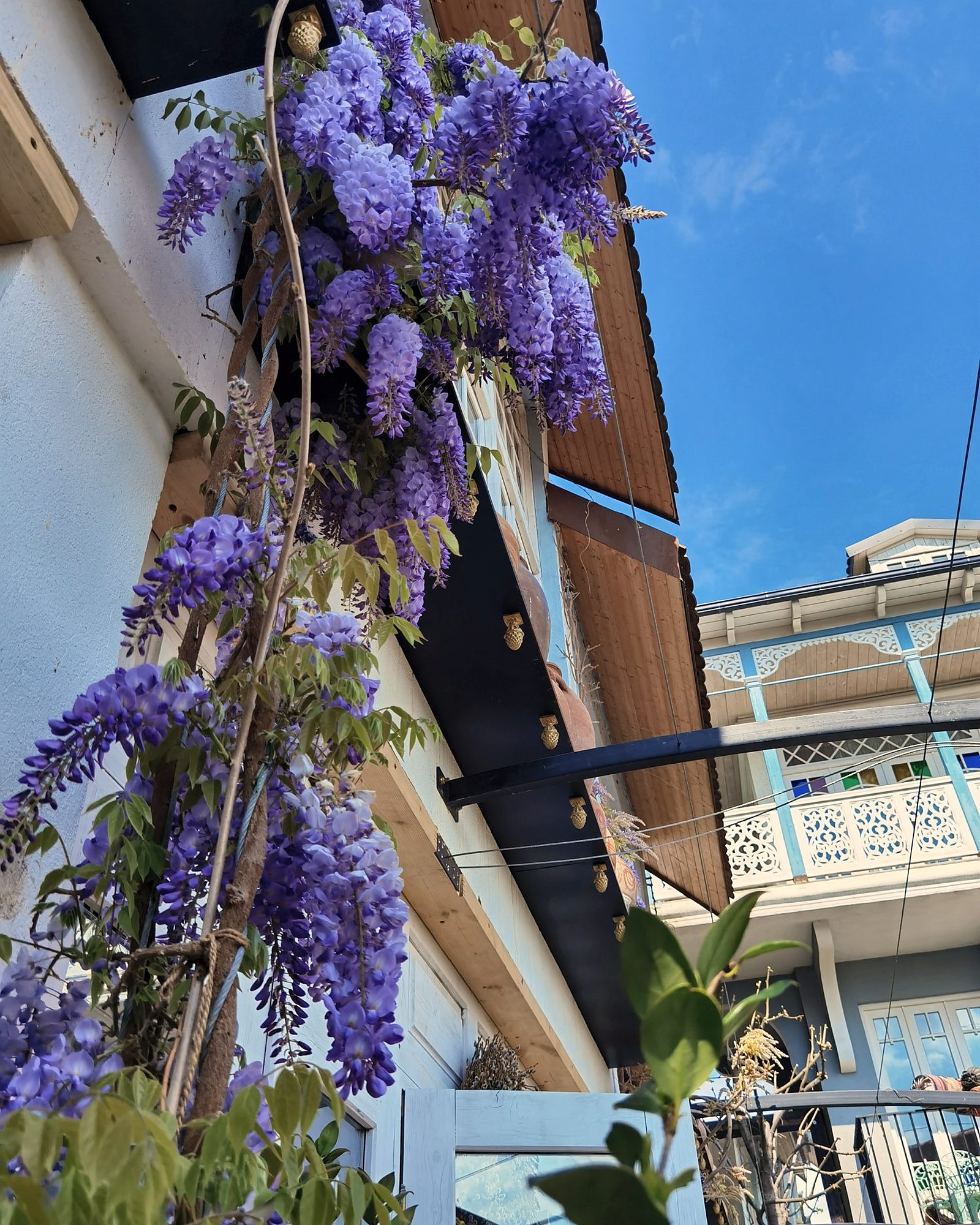 Blühender Blauregen an einem Haus mit Holzbalkon in Tiflis
